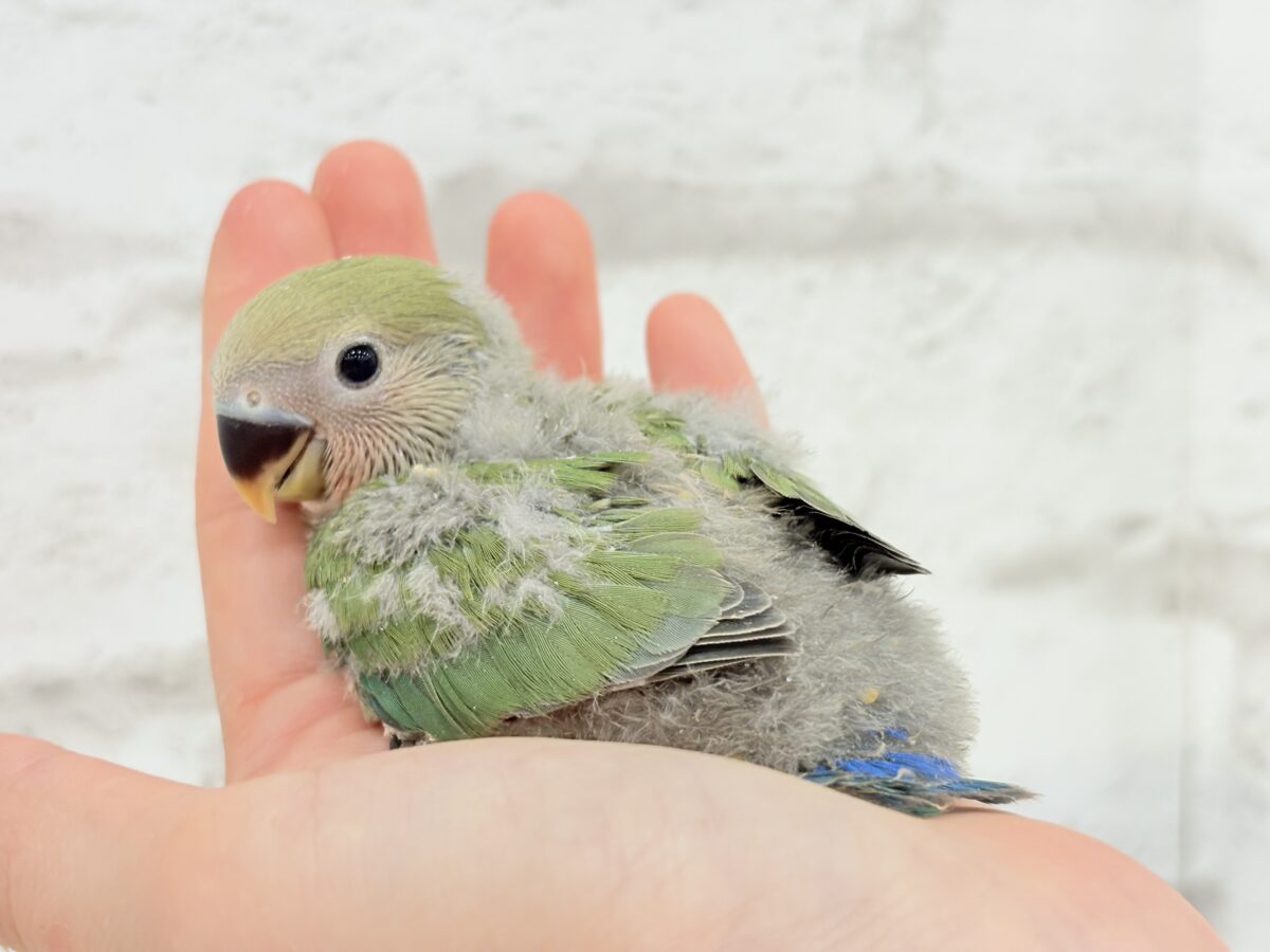 コザクラインコ（小桜インコ）