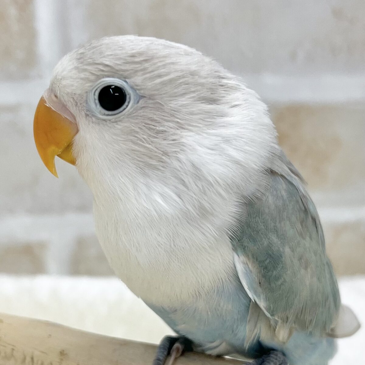 【🆙最新画像あり‼️】落ち着くキレイな白と青🩵🤍　シロボタンインコ