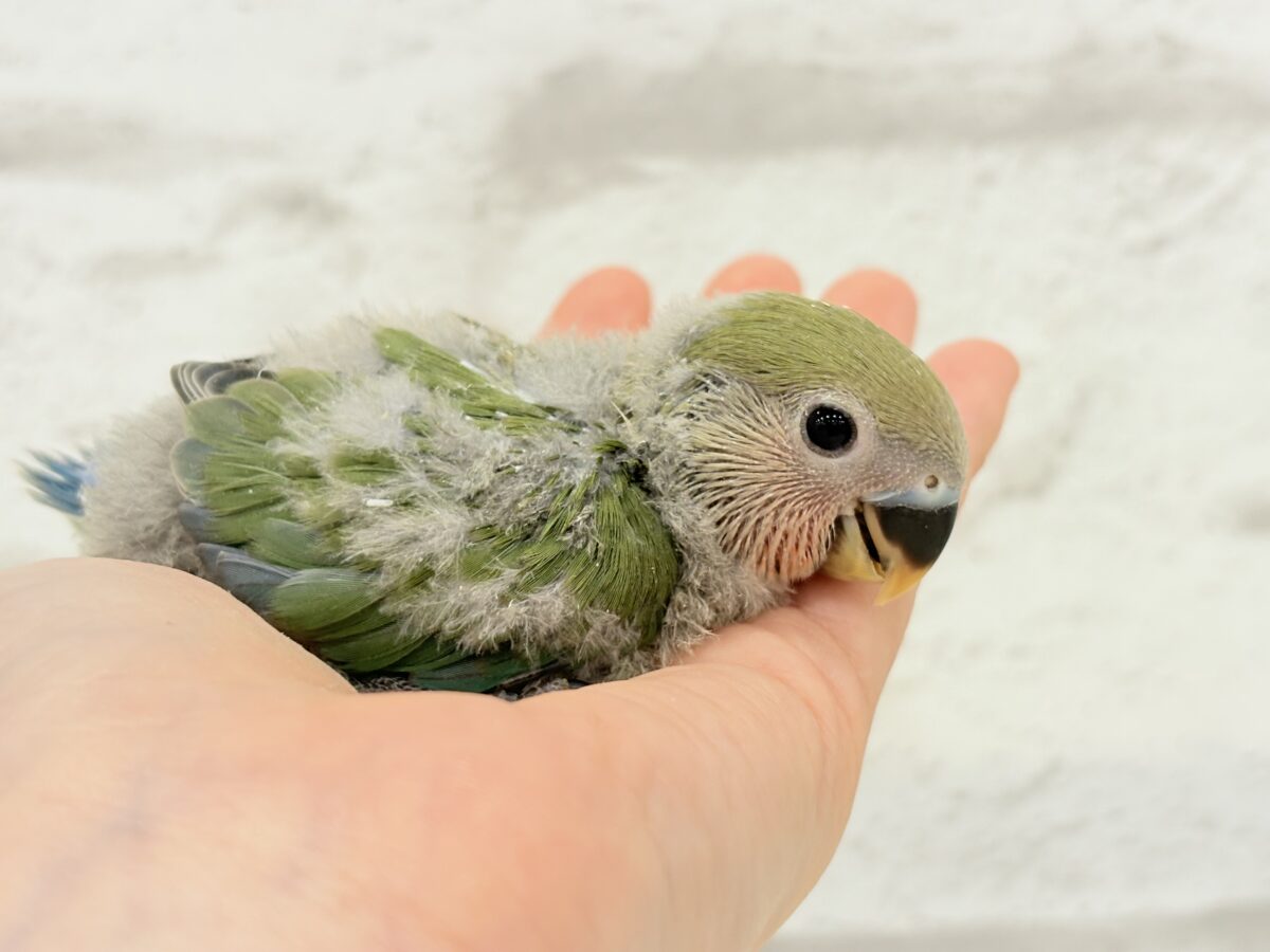 コザクラインコ（小桜インコ）