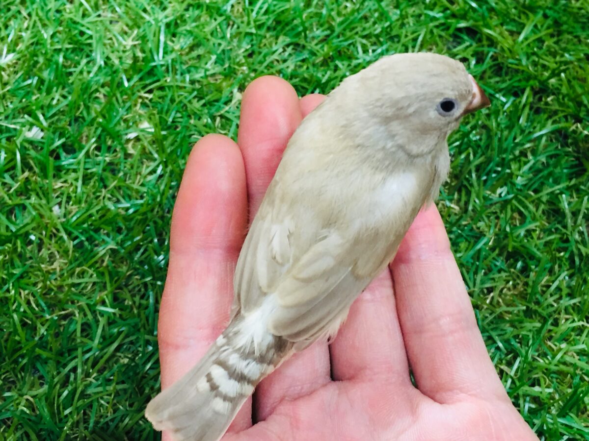錦花鳥（キンカチョウ）
