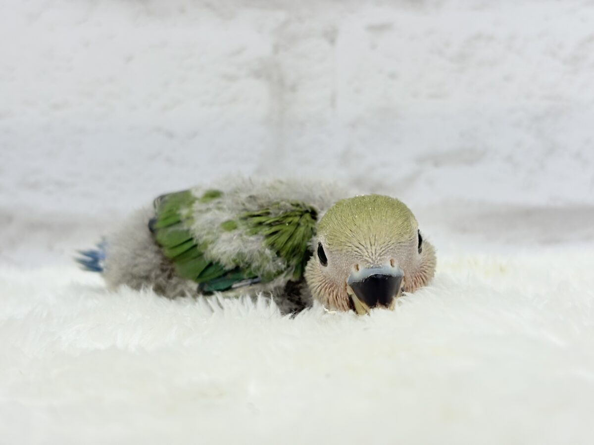 コザクラインコ（小桜インコ）