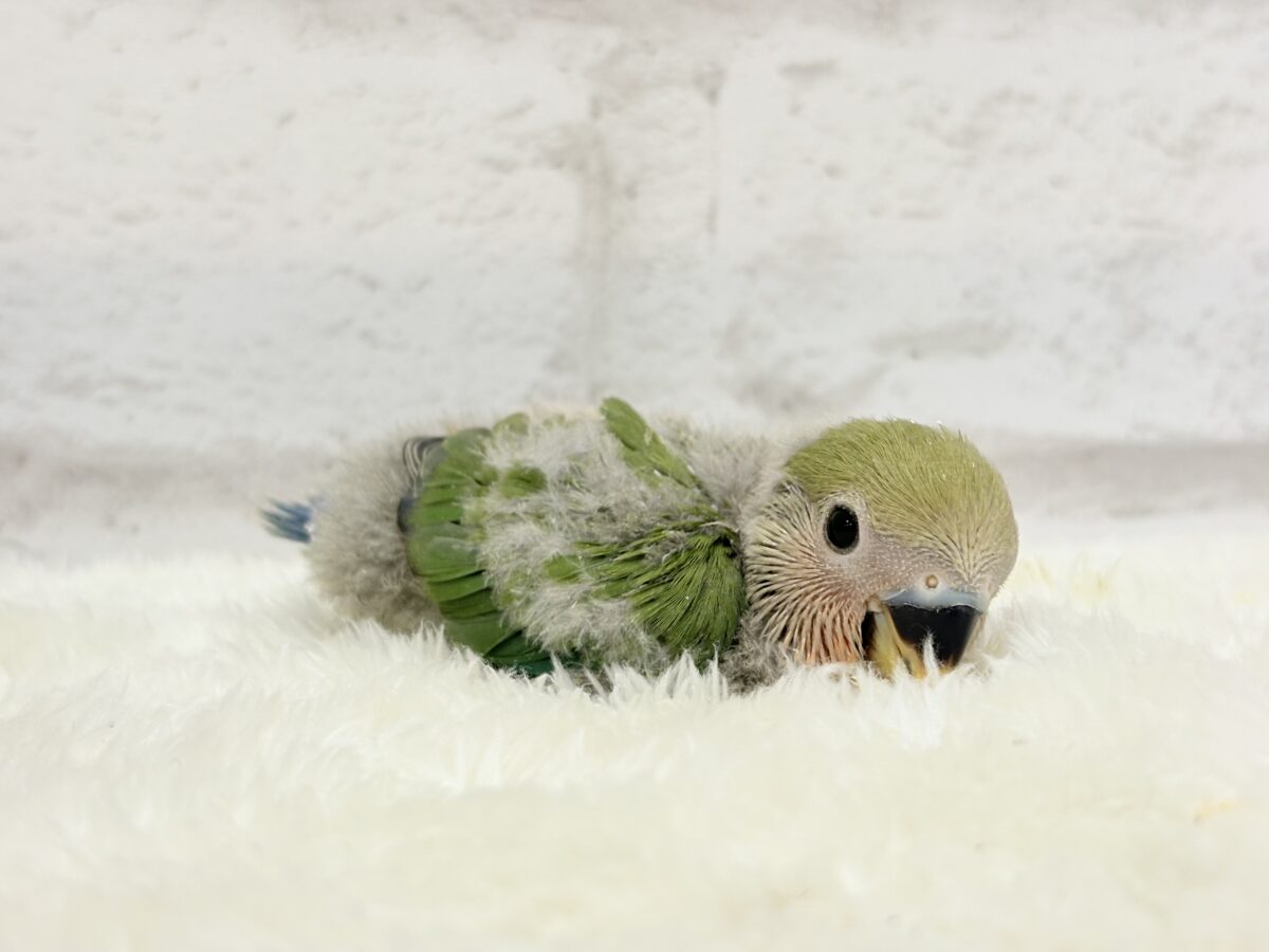 コザクラインコ（小桜インコ）