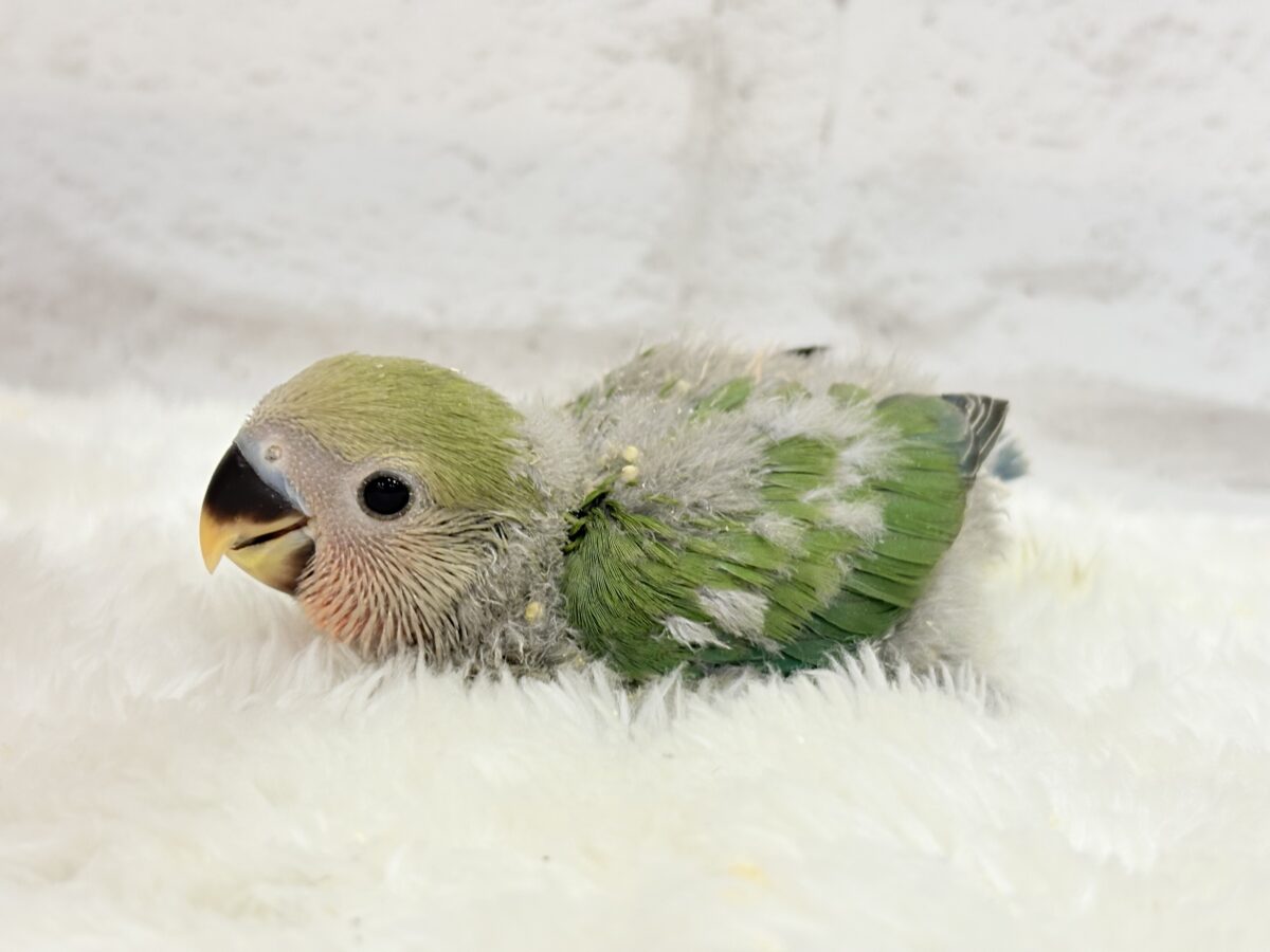 コザクラインコ（小桜インコ）