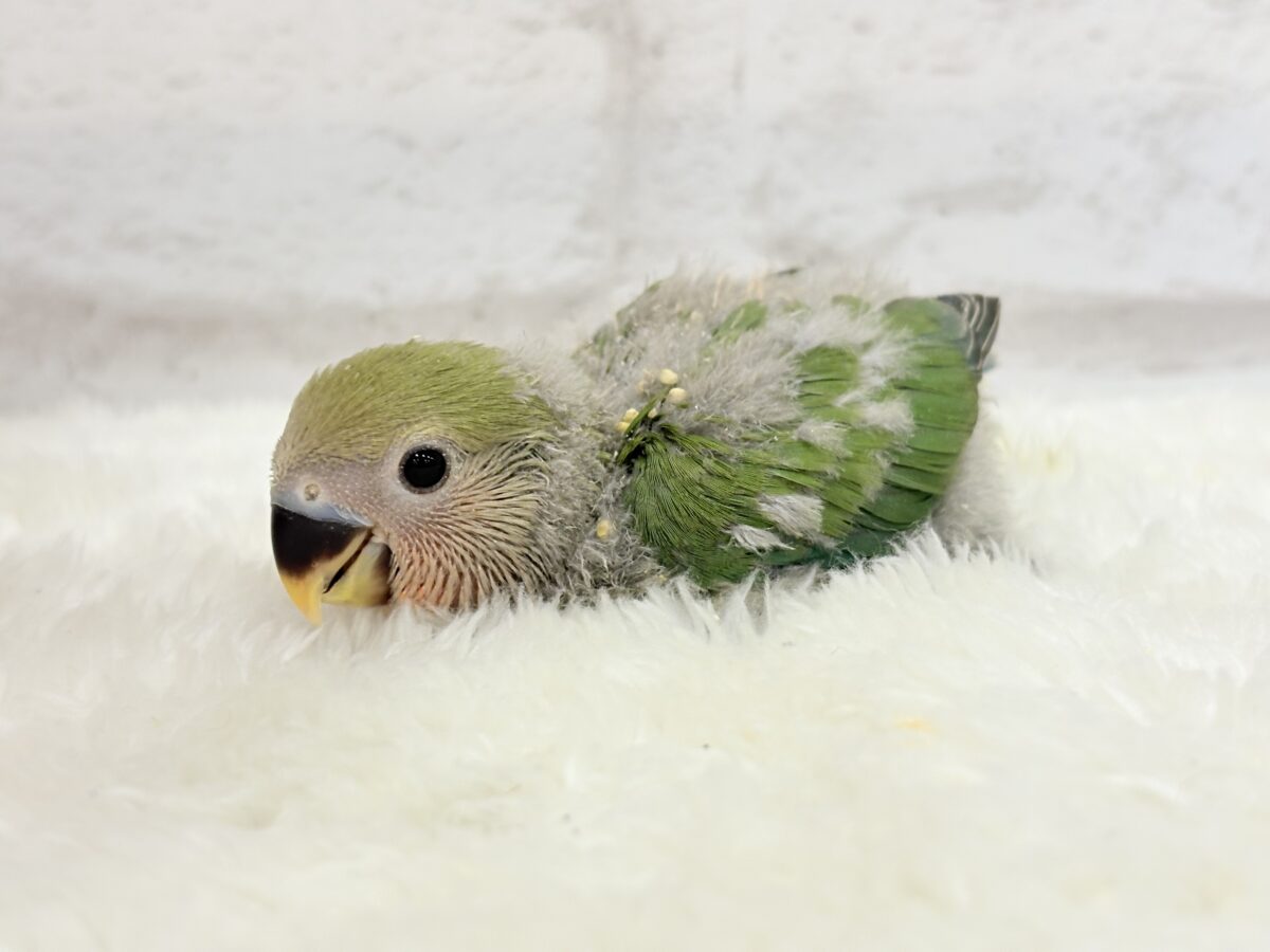 コザクラインコ（小桜インコ）