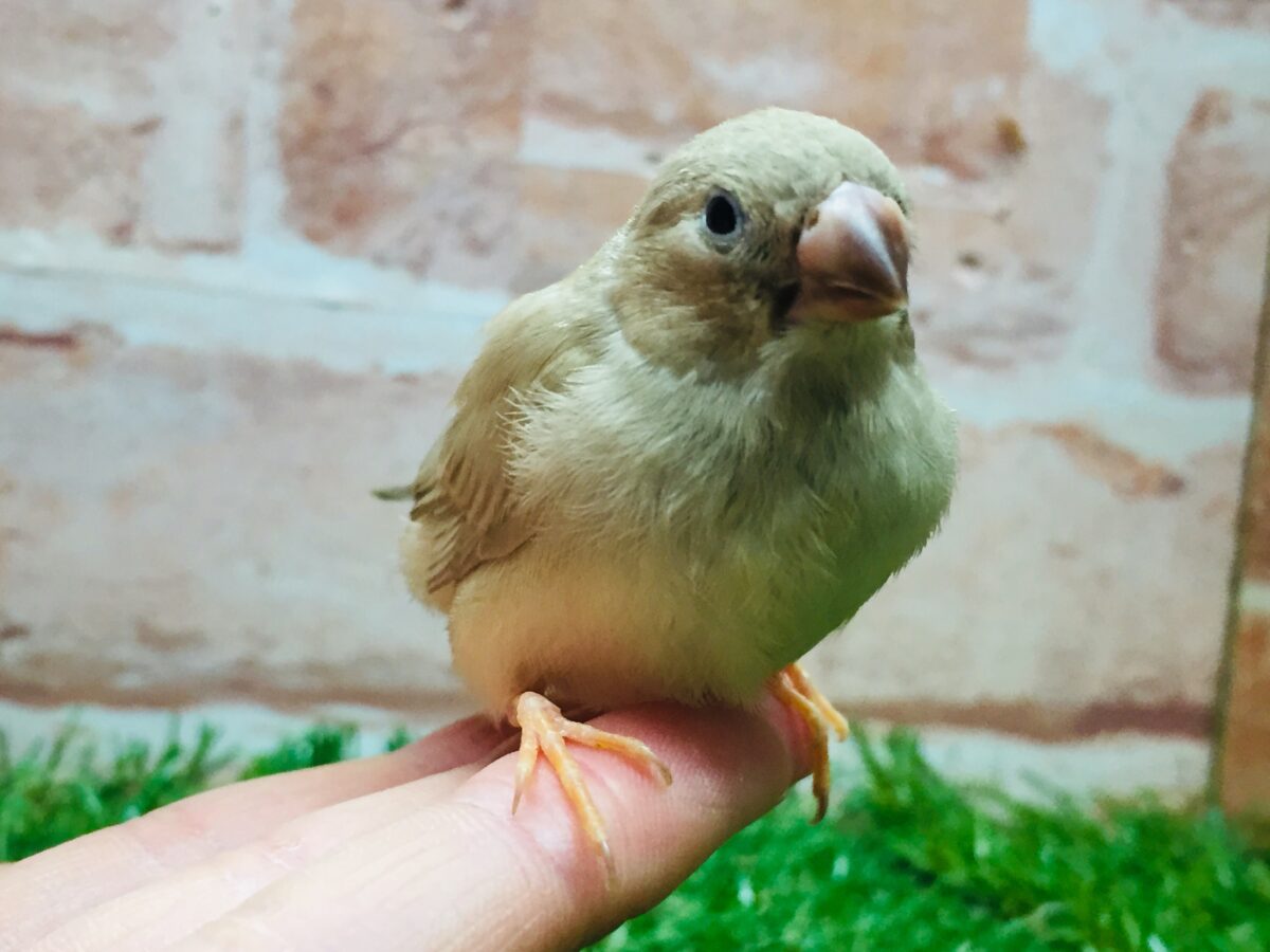 錦花鳥（キンカチョウ）