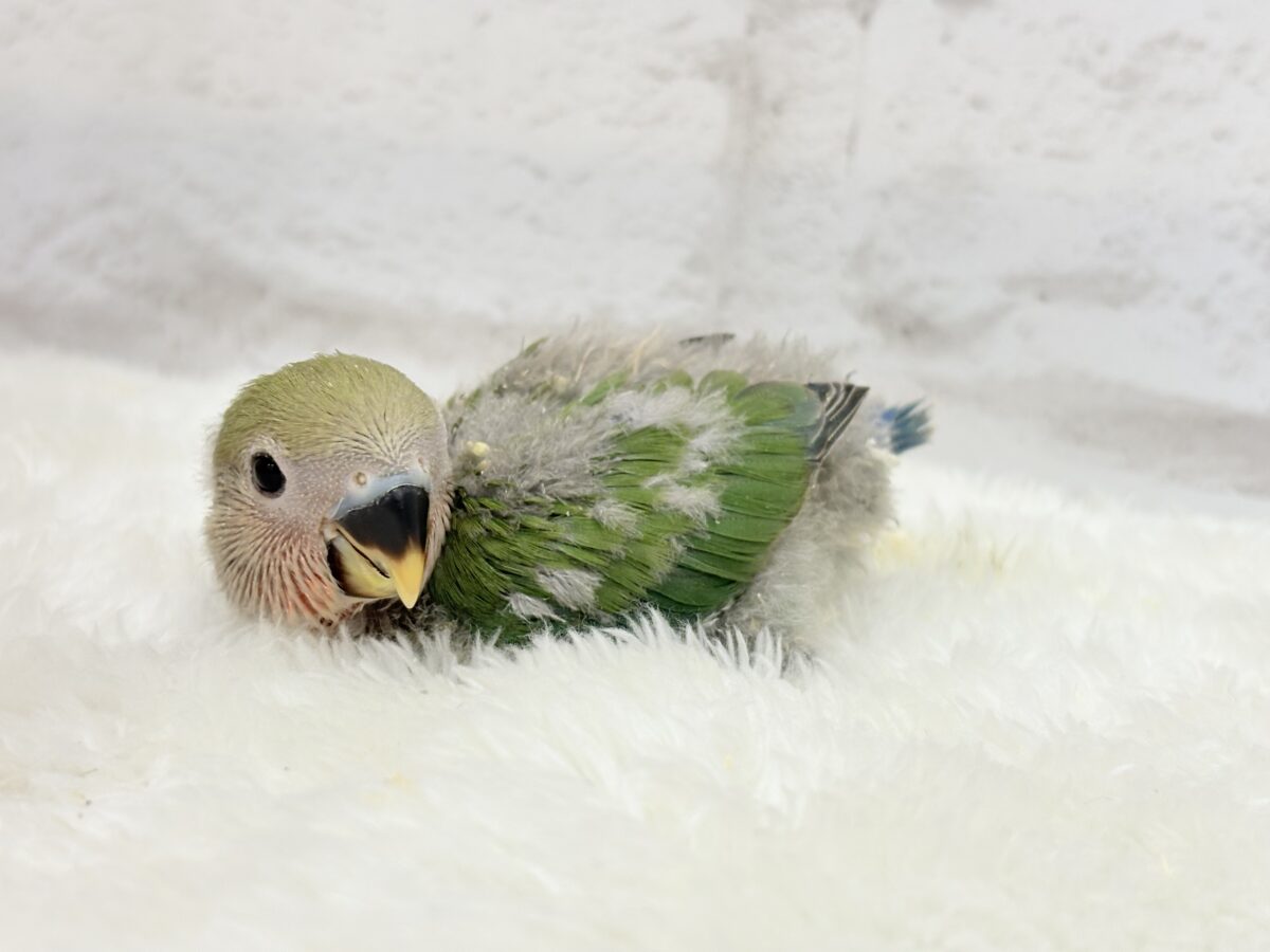 コザクラインコ（小桜インコ）