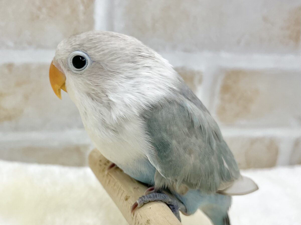 シロボタンインコ