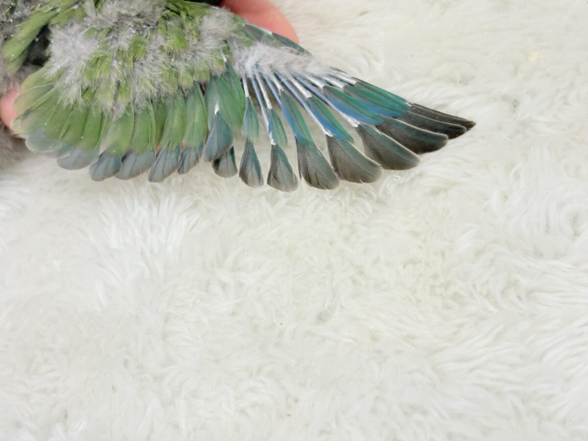 コザクラインコ（小桜インコ）