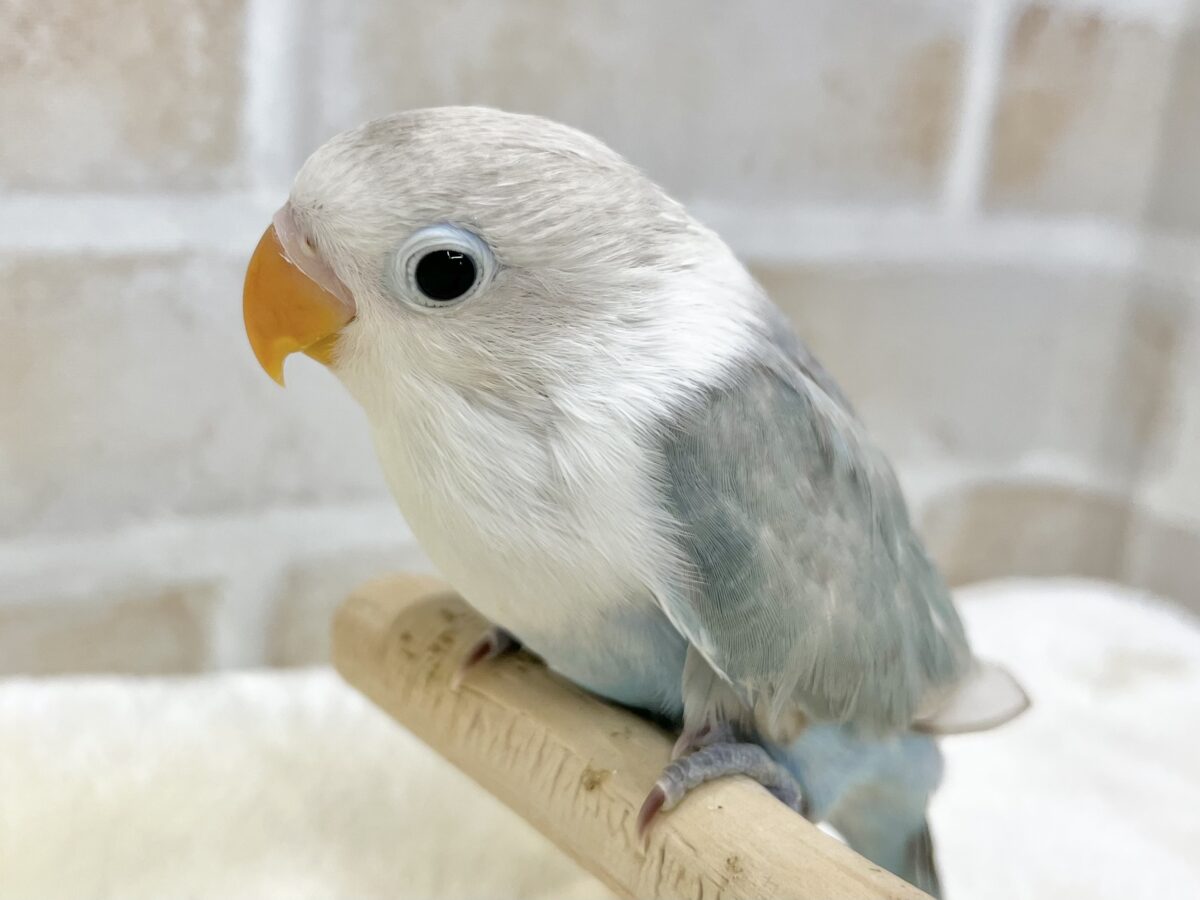 シロボタンインコ