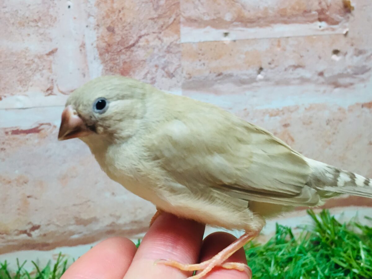 ミニミニ怪獣ちゃん(`・ω・´)☆☆☆　キンカチョウ（フォーン）