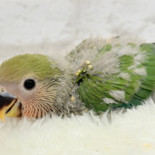 わた毛たっぷりヒナヒナちゃん🐣💖コザクラインコ(ノーマル) ヒナ