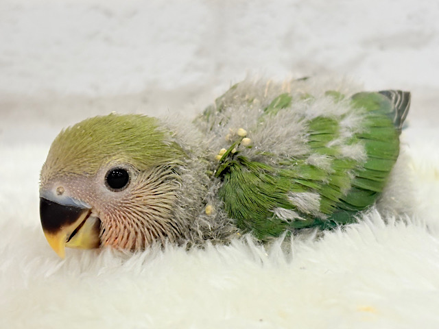 わた毛たっぷりヒナヒナちゃん🐣💖コザクラインコ(ノーマル) ヒナ