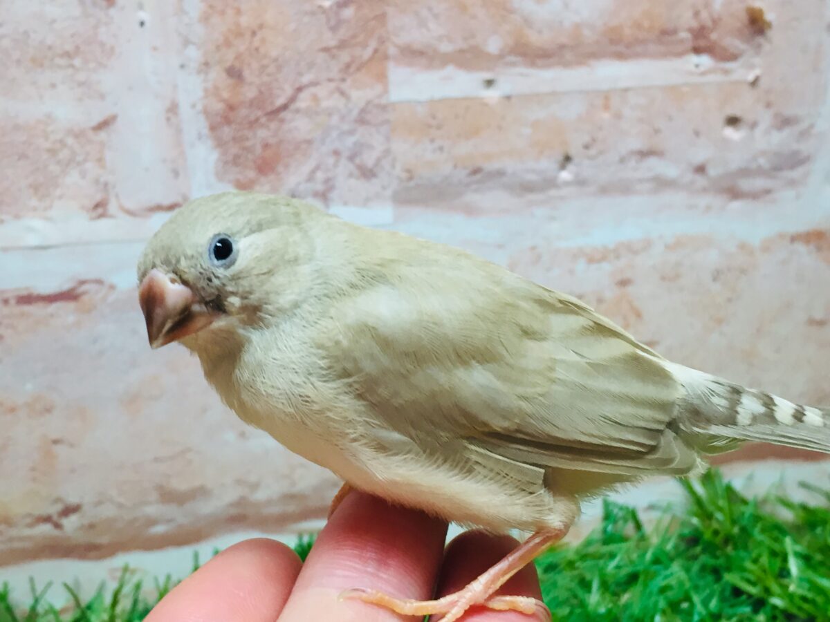 錦花鳥（キンカチョウ）