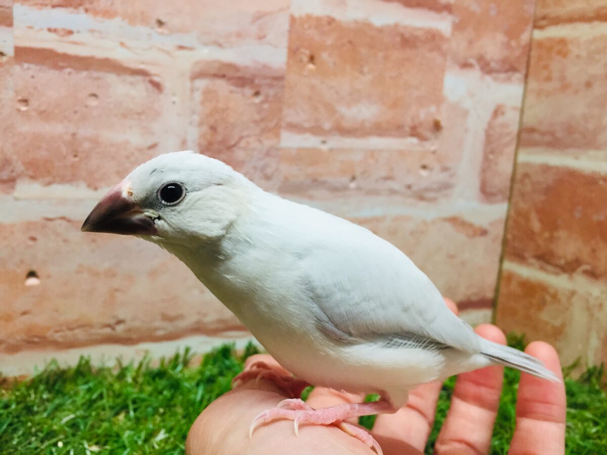 シルバー文鳥