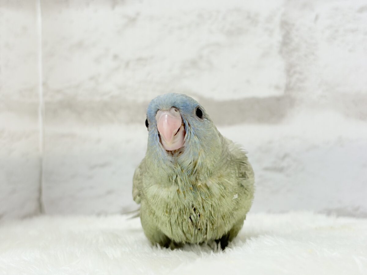 サザナミインコ