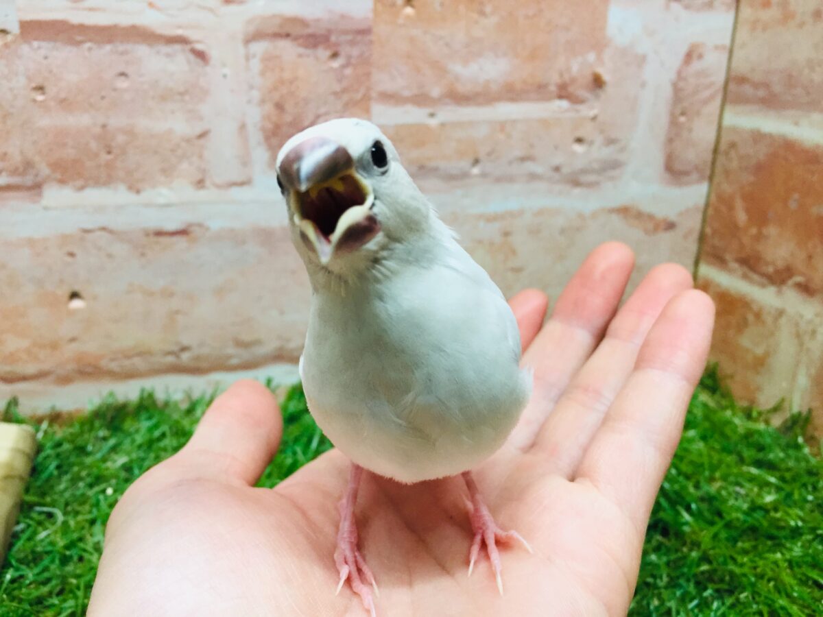 シルバー文鳥