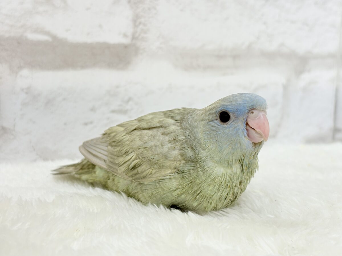 サザナミインコ