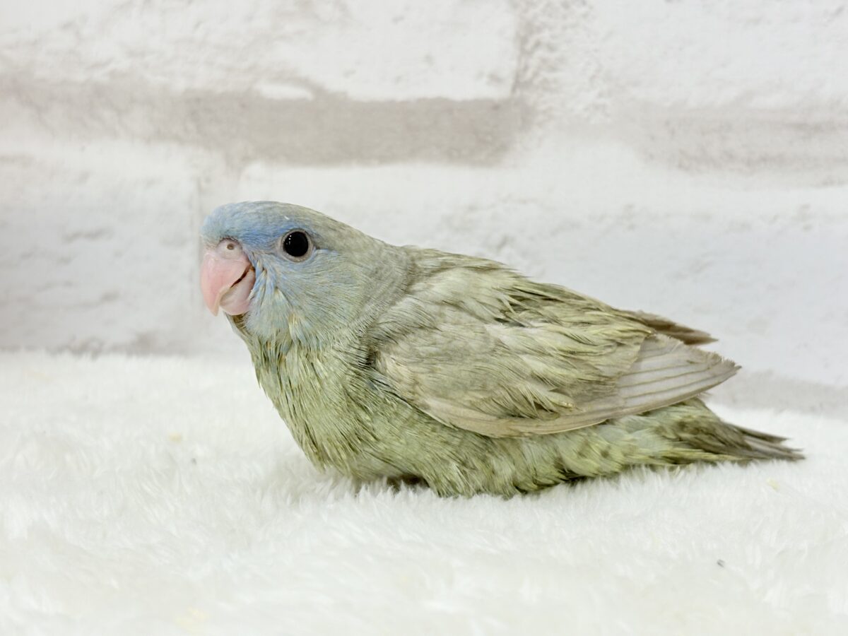 サザナミインコ