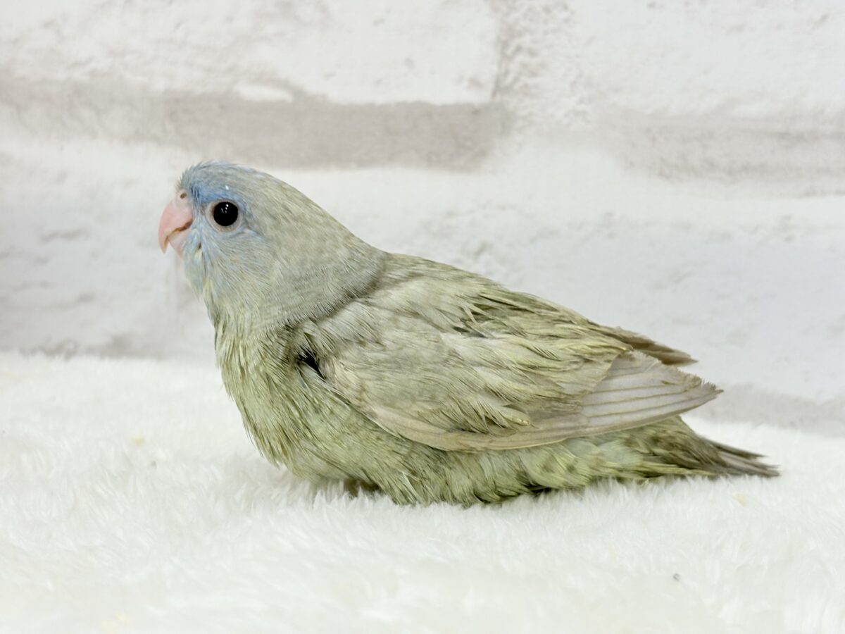 サザナミインコ