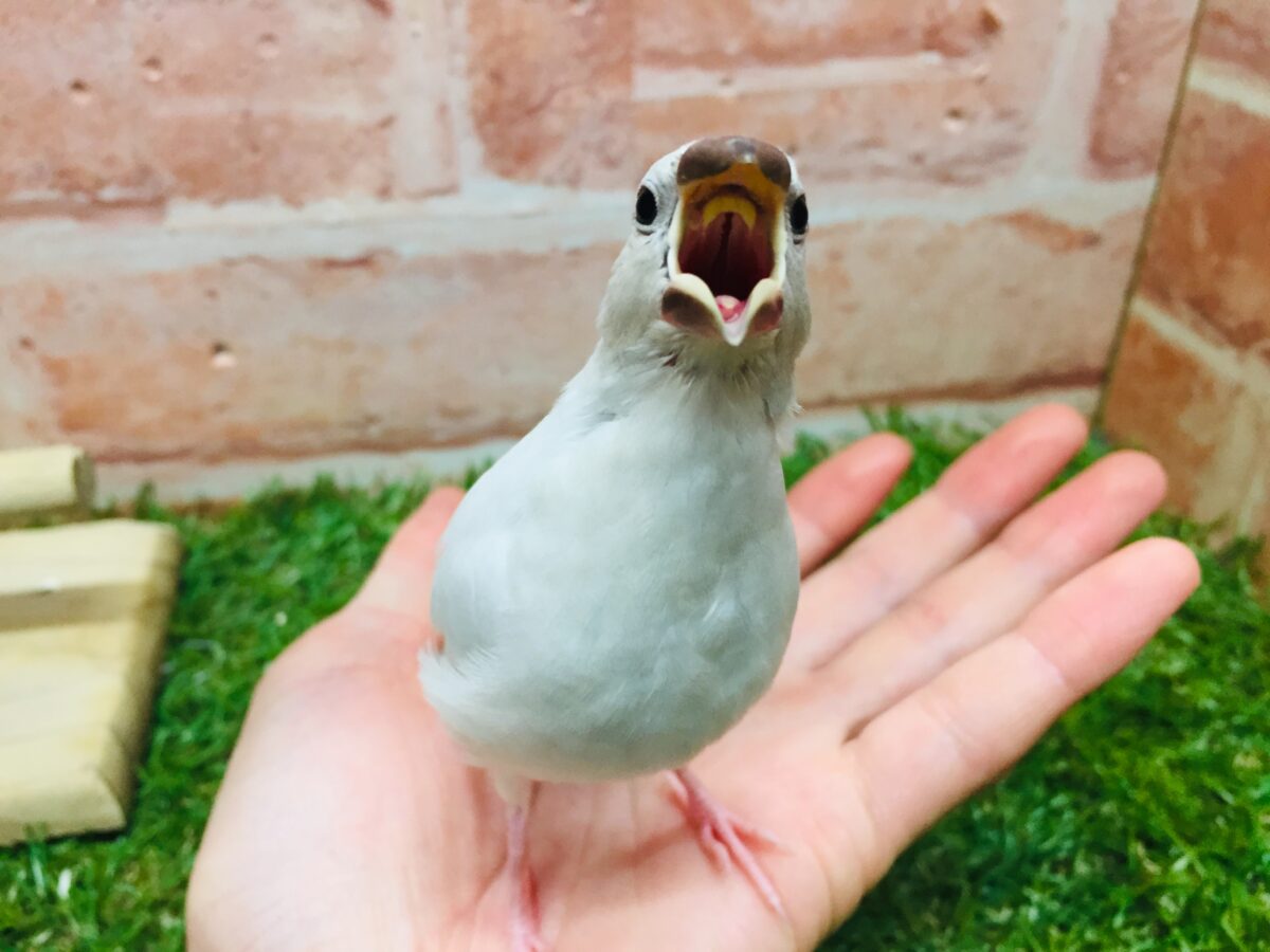 シルバー文鳥