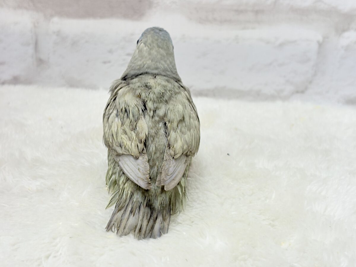 サザナミインコ