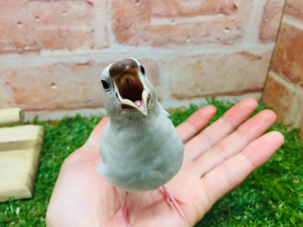 シルバー文鳥