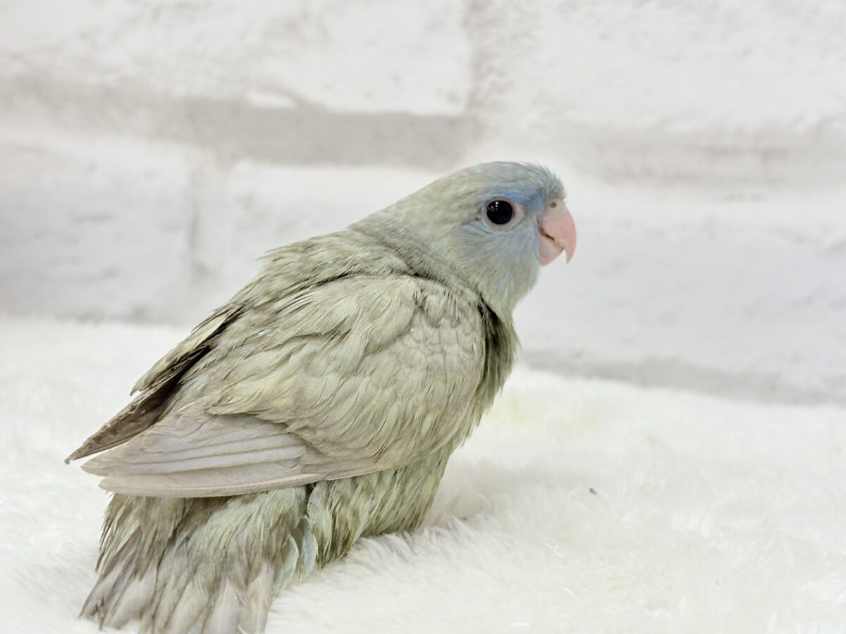 サザナミインコ
