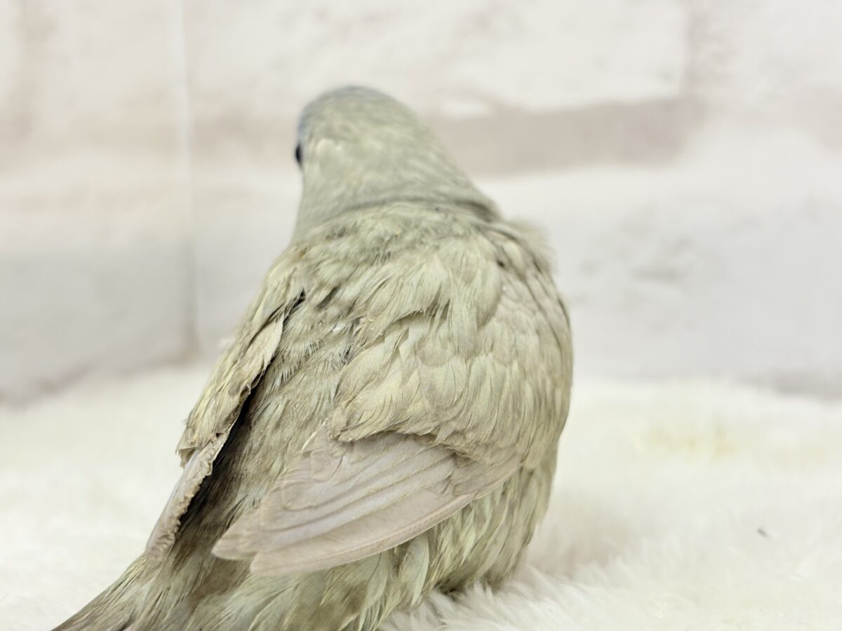 サザナミインコ