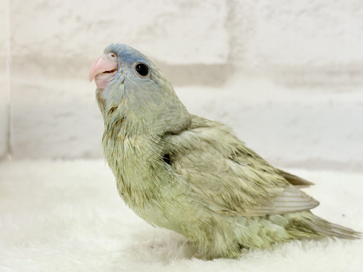 サザナミインコ