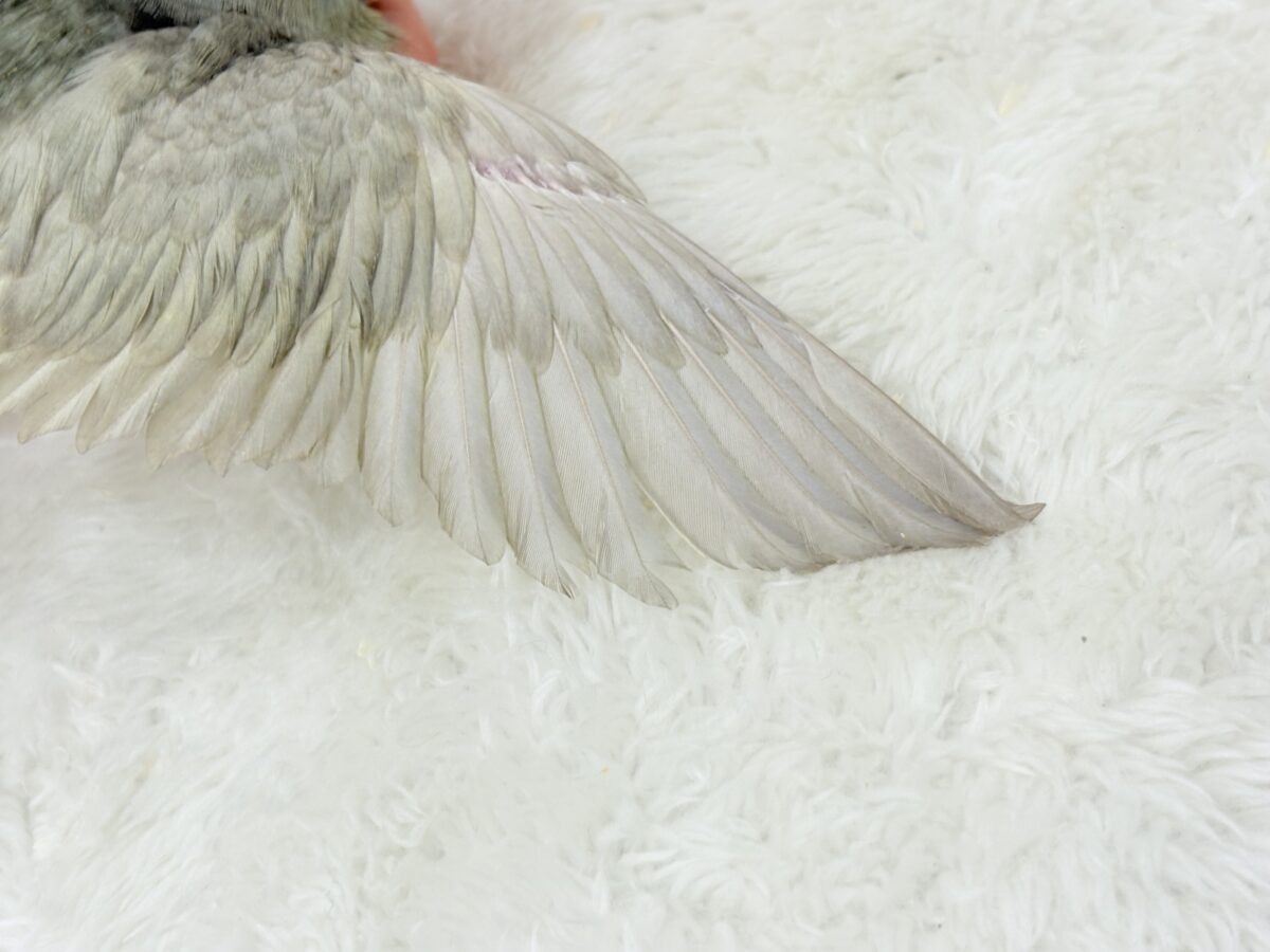 サザナミインコ