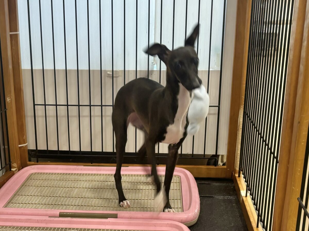 イタリアングレーハウンド