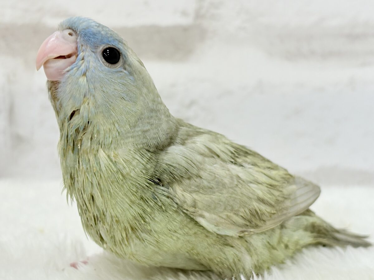 サザナミインコ