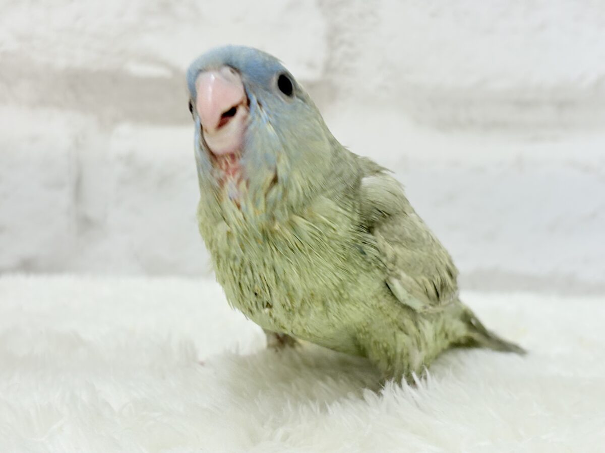 サザナミインコ