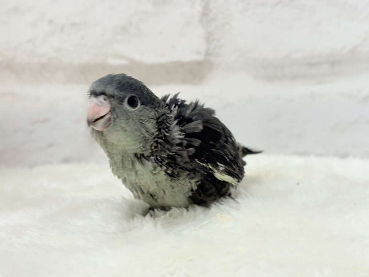 サザナミインコ