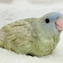 おめめぱっちりむちむち体型🐥💖サザナミインコ(ブルースパングル) ヒナ
