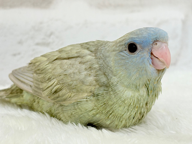 おめめぱっちりむちむち体型🐥💖サザナミインコ(ブルースパングル) ヒナ