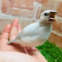 ①たくましい見た目！✨シルバー文鳥さんがやってきましたよ～💗💗