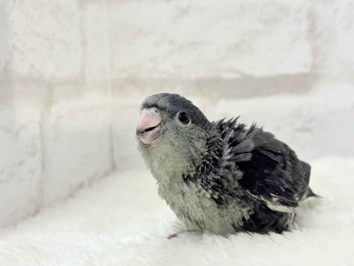 サザナミインコ