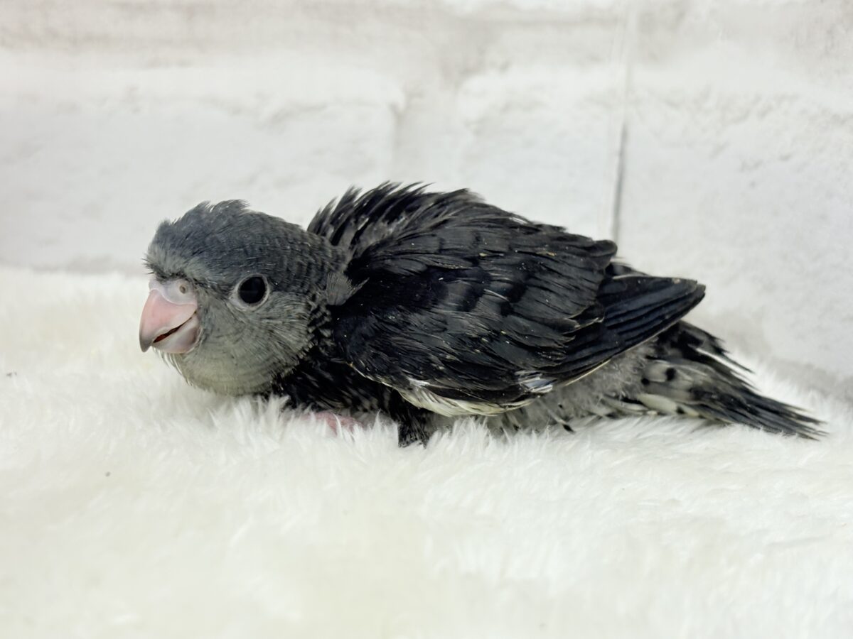 サザナミインコ