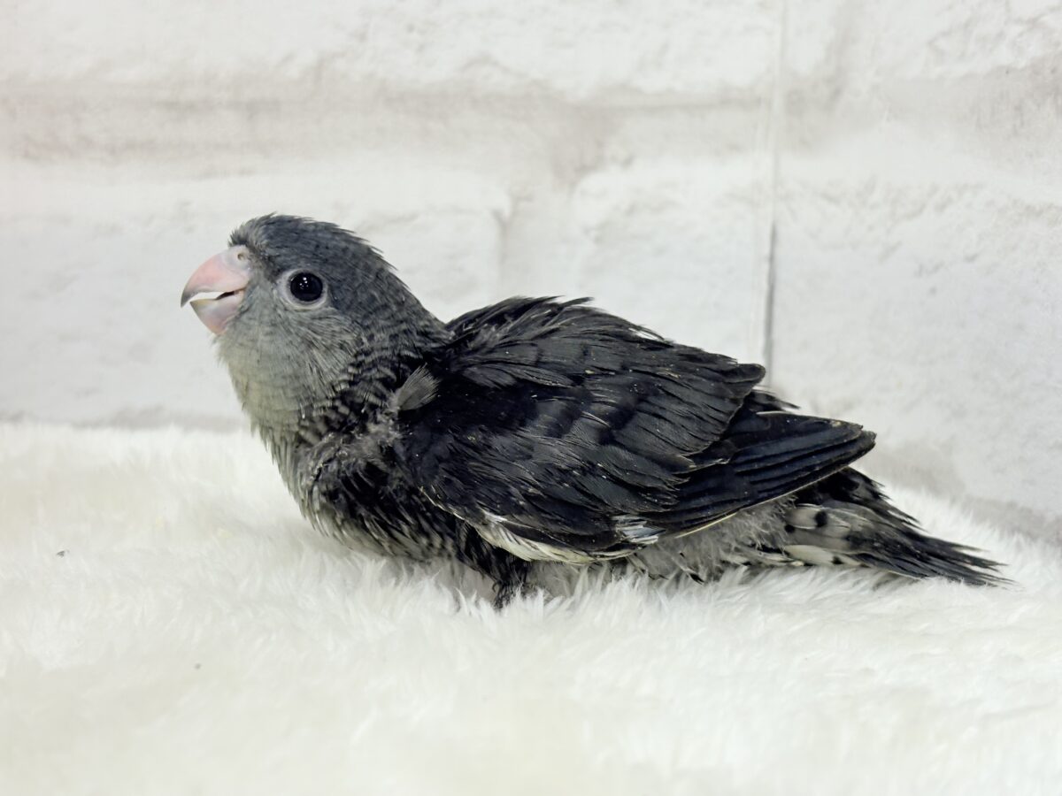 サザナミインコ