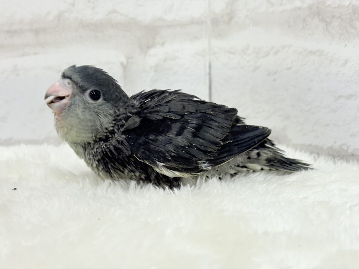 サザナミインコ