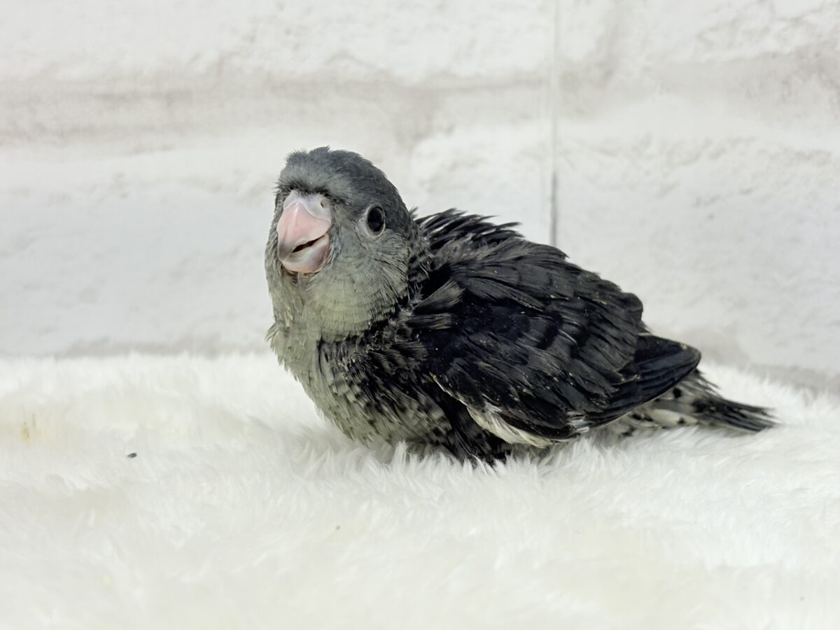 サザナミインコ