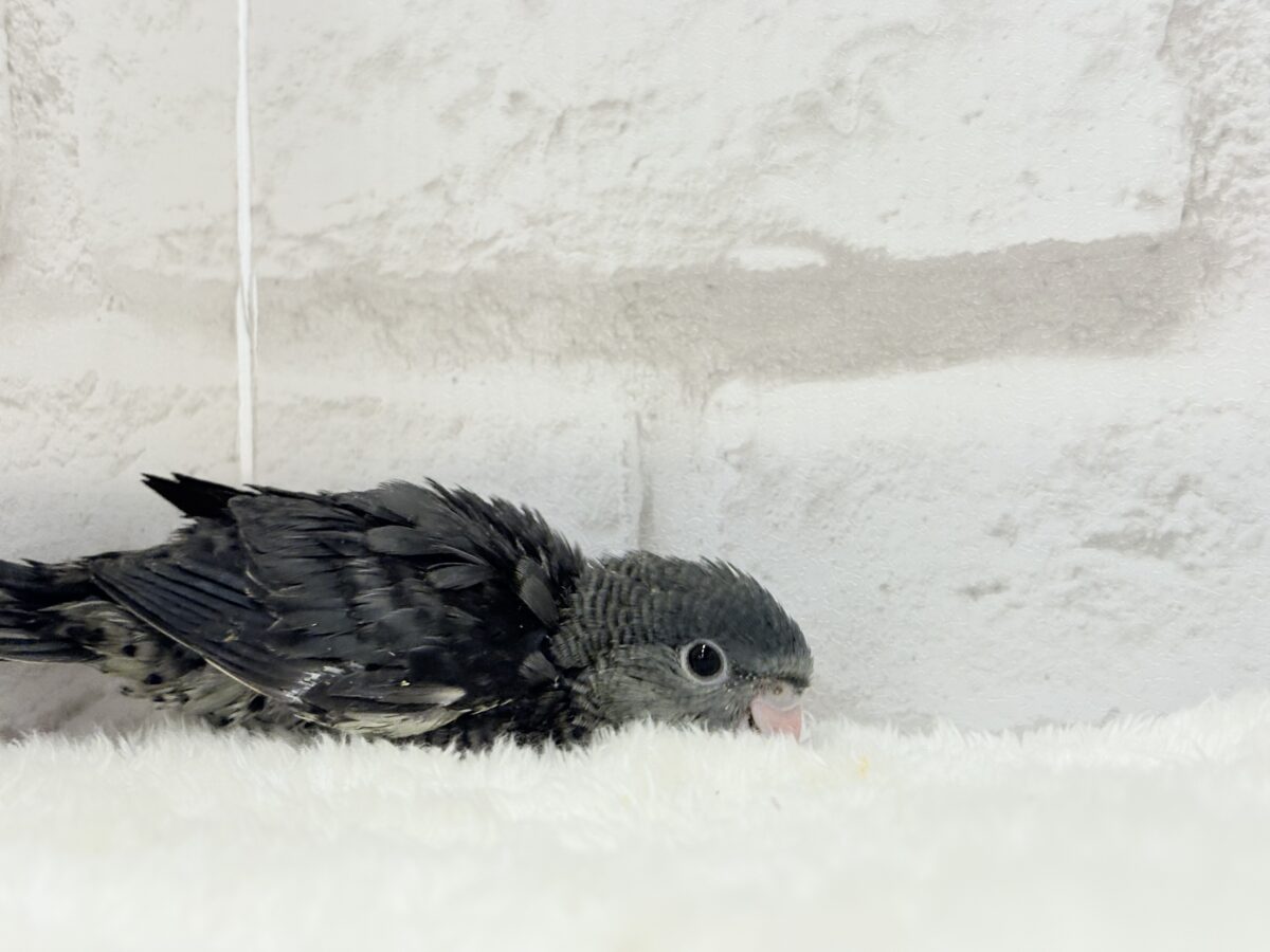 サザナミインコ