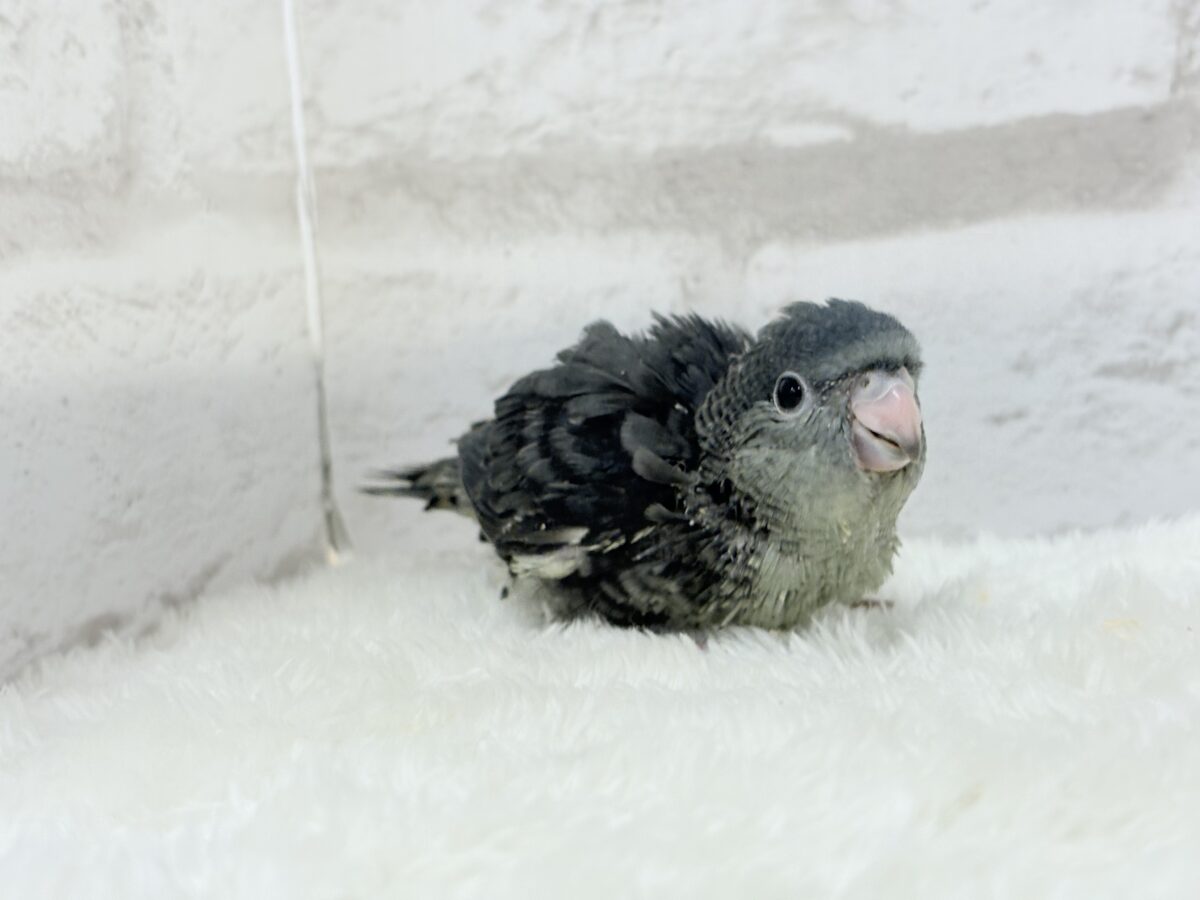 サザナミインコ