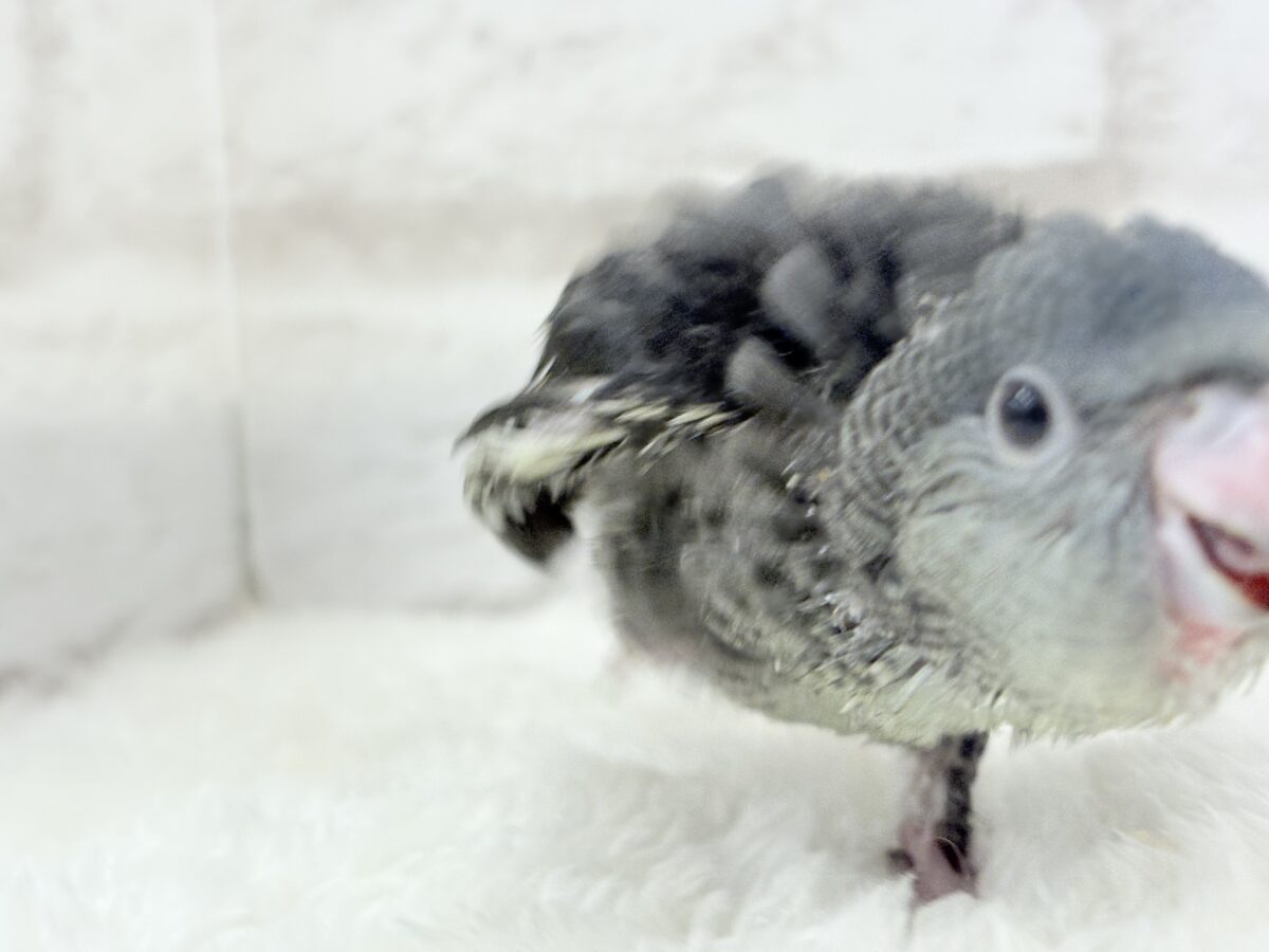 サザナミインコ