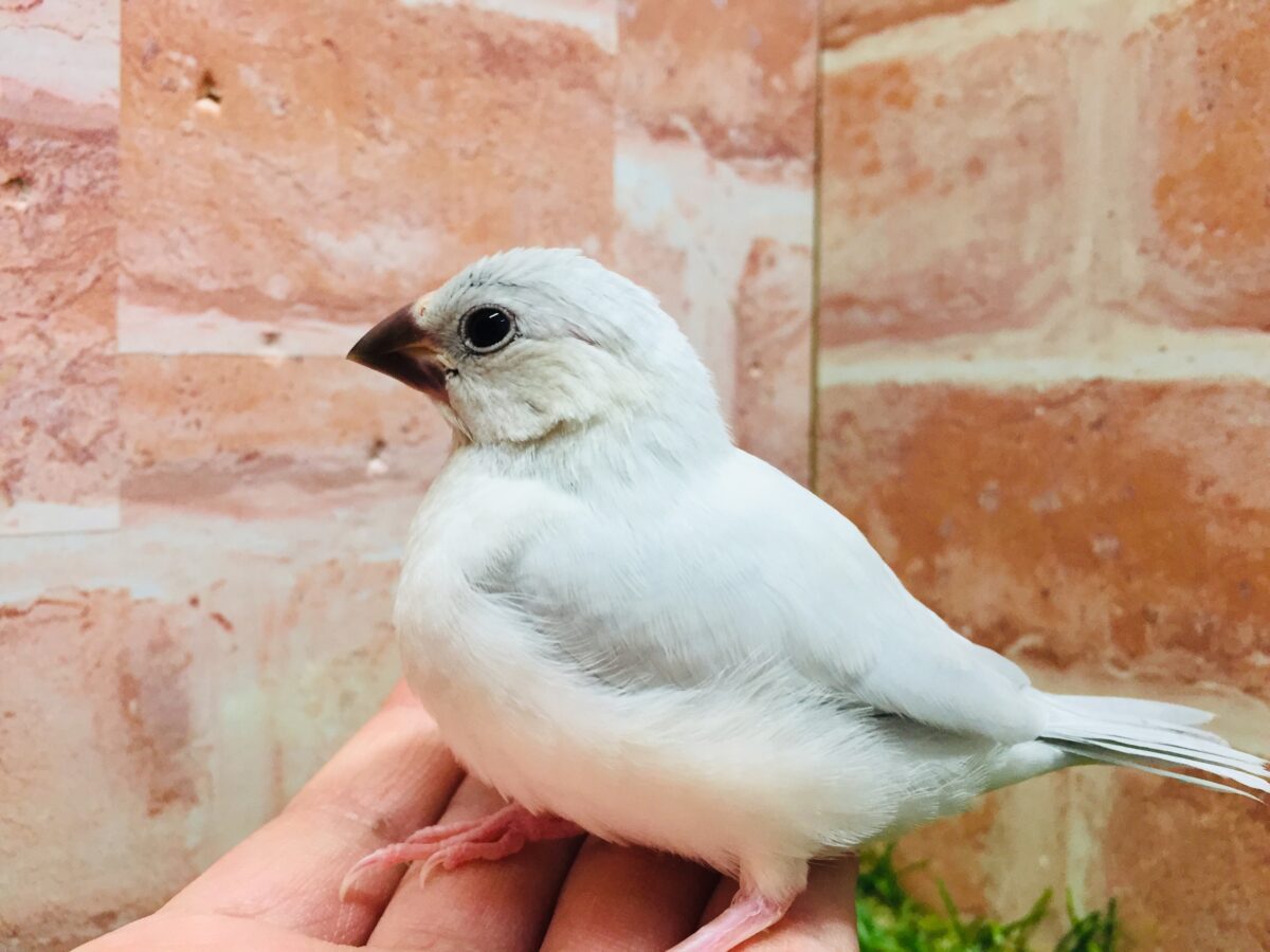 シルバー文鳥