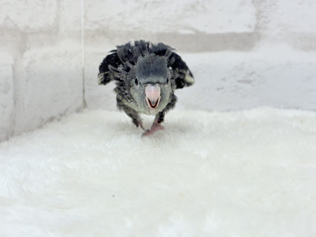 サザナミインコ