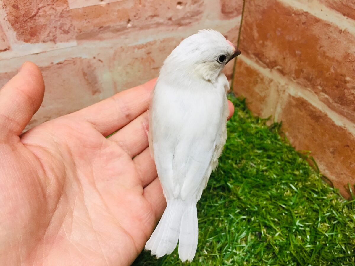 シルバー文鳥