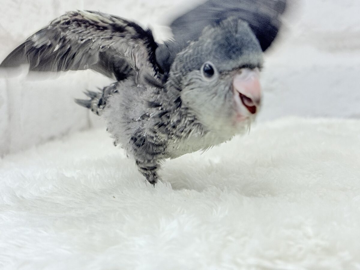 サザナミインコ