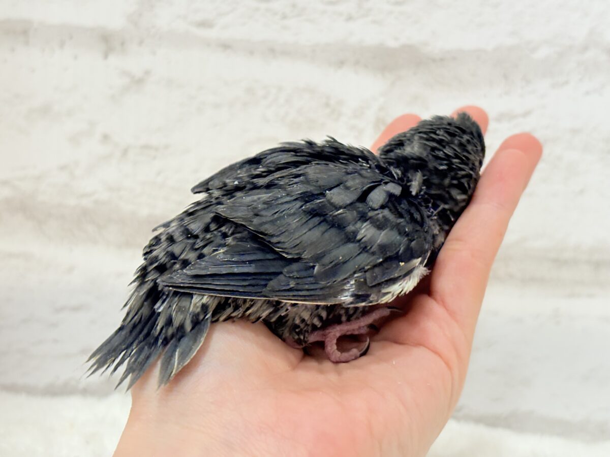 サザナミインコ